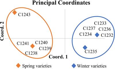 Genetic study of Camelina sativa oilseed crop and selection of a new variety by the bulk method